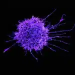 67193cd86ec536ced824f242 national institute of allergy and infectious diseases 65f0f5pn80m unsplash